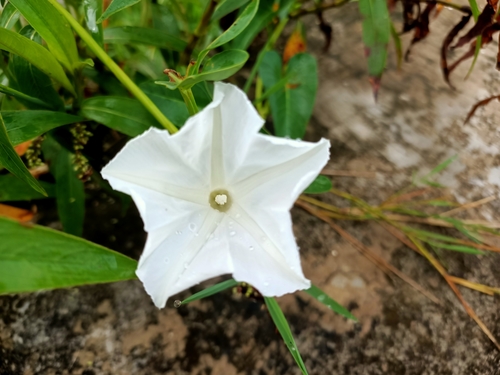 Ipomoea aquatica