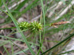 Carex viridula