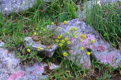 Alyssum montanum
