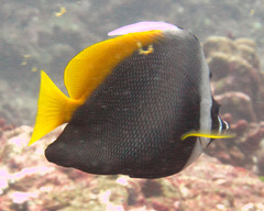 Heniochus singularius