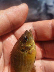 Lepomis punctatus