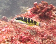 Thalassoma jansenii