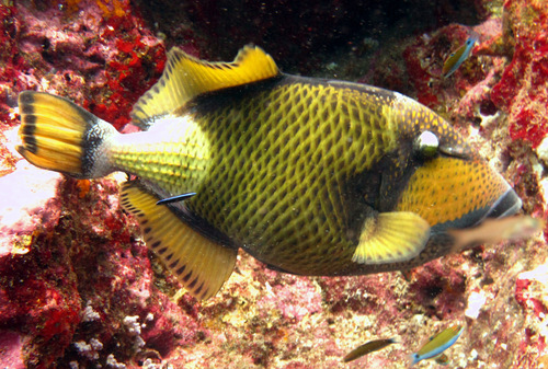 Titan Triggerfish