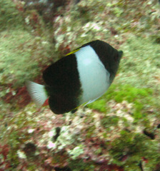 Hemitaurichthys zoster