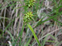 Carex viridula