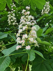 Aesculus hippocastanum