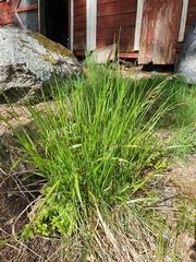 Melica nutans