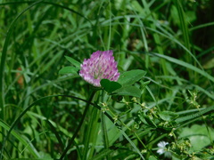 Trifolium