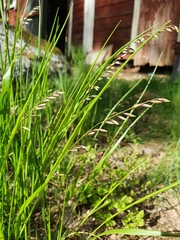 Melica nutans