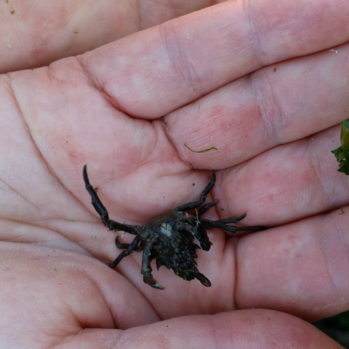 Pugettia gracilis