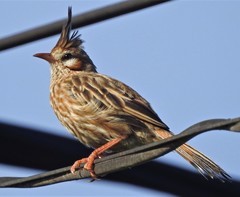 Lark-Like Brushrunner photo 3