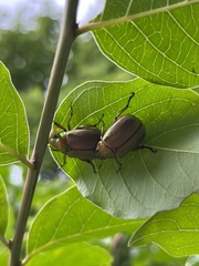 Mimela testaceoviridis