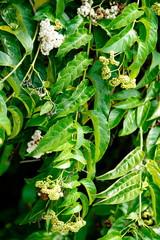 Heliotropium sarmentosum