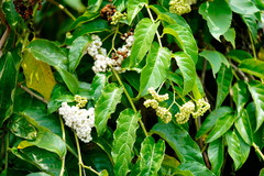 Heliotropium sarmentosum