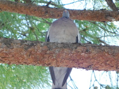Columba palumbus