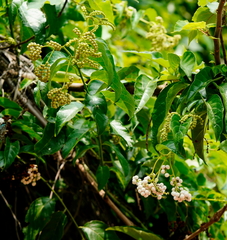 Heliotropium sarmentosum