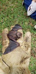 Lasiurus seminolus
