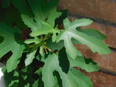 Ficus carica