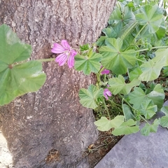 Malva sylvestris
