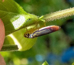 Dilobopterus costalimai