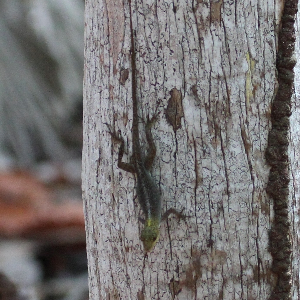 Nelson's Anole