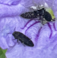 Acmaeodera neglecta neoneglecta