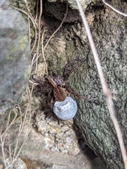 Alopecosa pulverulenta