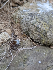 Alopecosa pulverulenta