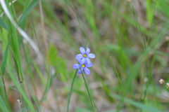 Sisyrinchium montanum