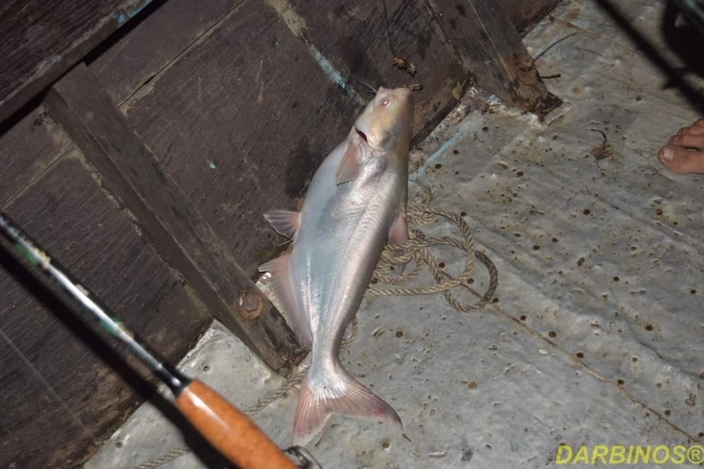Krempf's shark catfish (Pangasius krempfi) — Pangasiidae