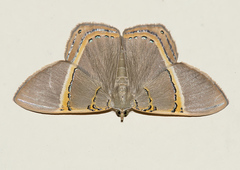 Phrygionis privignaria