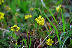 Alyssum montanum