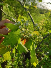 Crataegus fluviatilis