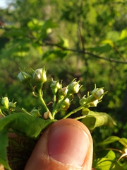 Crataegus fluviatilis