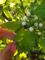 Crataegus fluviatilis