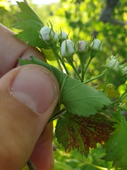 Crataegus fluviatilis