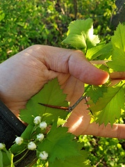 Crataegus fluviatilis