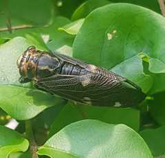 Balinta tenebricosa