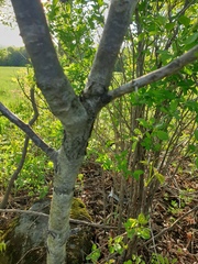Crataegus fluviatilis