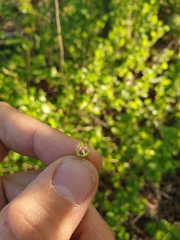 Crataegus fluviatilis