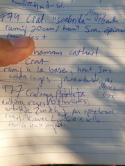 Crataegus fluviatilis