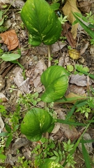 Epipremnum aureum