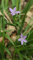 Legousia scabra