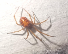 Steatoda triangulosa