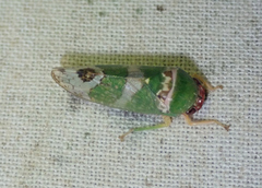 Sakakibarana amazonica