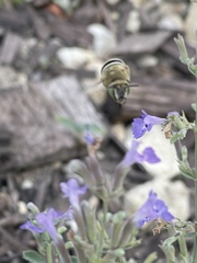 Anthophora californica