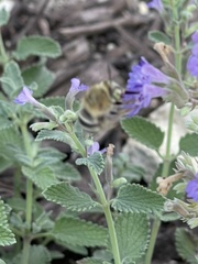 Anthophora californica