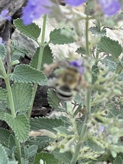 Anthophora californica