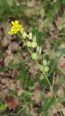 Biscutella auriculata