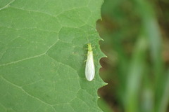 Alloperlini
